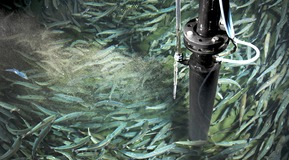 SOLVOX®OxyStream in operation in a fish tank with salmon