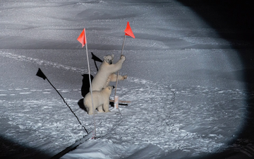 Ice bears checking out the research station flags
