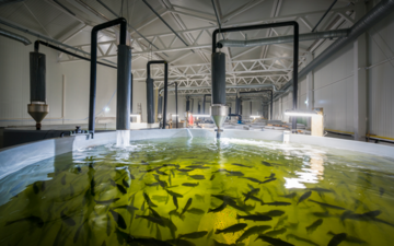 Farming and fish farming in an aquaponics system